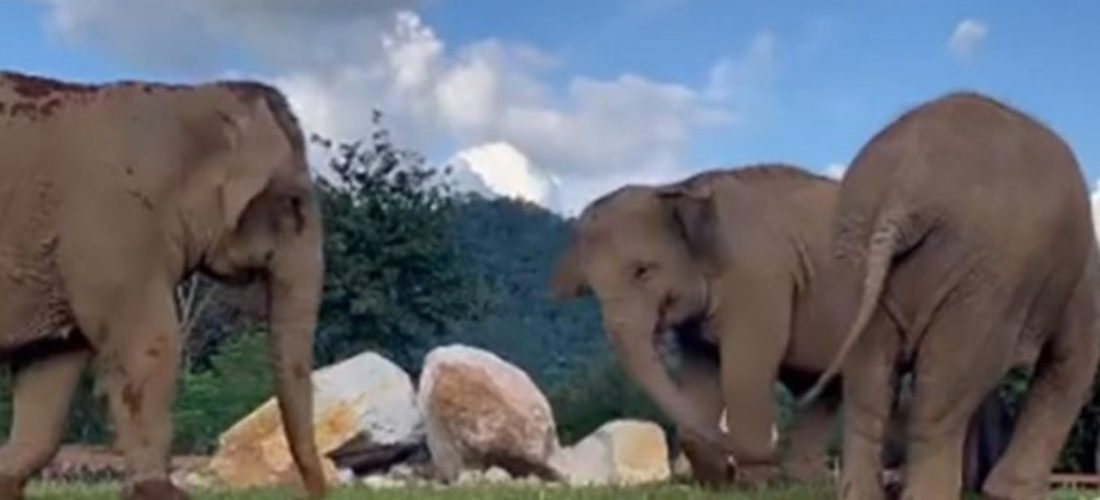 Viral: Elefante ciego recibe ayuda de su amigo para encontrar comida