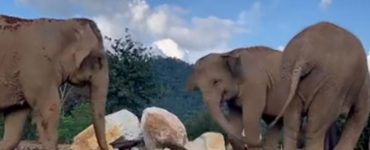 Viral: Elefante ciego recibe ayuda de su amigo para encontrar comida