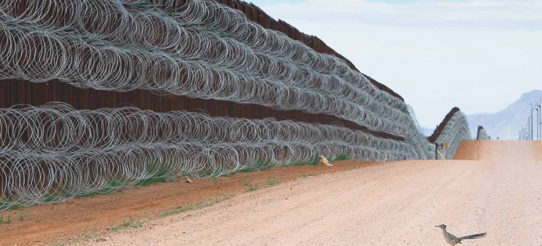 Correcaminos frente al muro fronterizo, premio a la mejor fotografía de ave del año