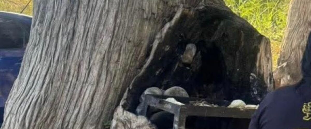 Las autoridades en Allende detuvieron a varias personas por realizar una carne asada en un árbol, generando preocupación ambiental.