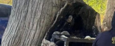 Las autoridades en Allende detuvieron a varias personas por realizar una carne asada en un árbol, generando preocupación ambiental.