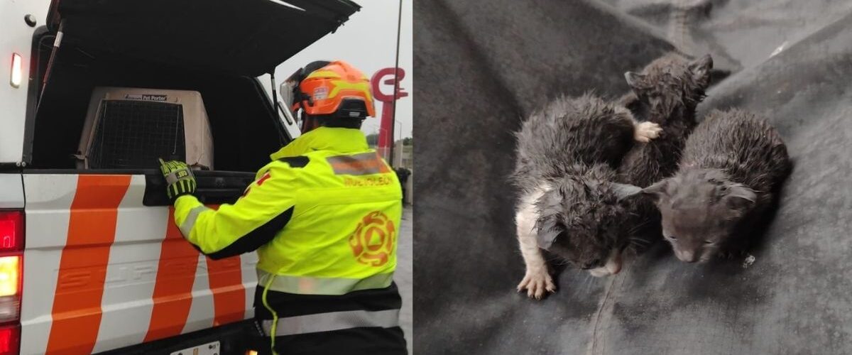 Tres sobrevivientes felinos fueron rescatados por Protección Civil en Monterrey durante una intensa lluvia en Dinastía.