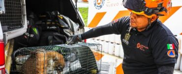 Un coatí fue rescatado por Protección Civil en el Tec de Monterrey mientras deambulaba por el campus de la institución.