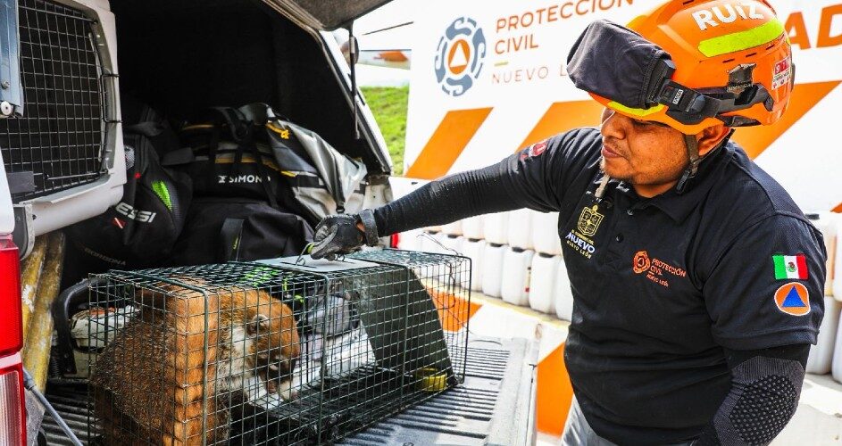 Un coatí fue rescatado por Protección Civil en el Tec de Monterrey mientras deambulaba por el campus de la institución.