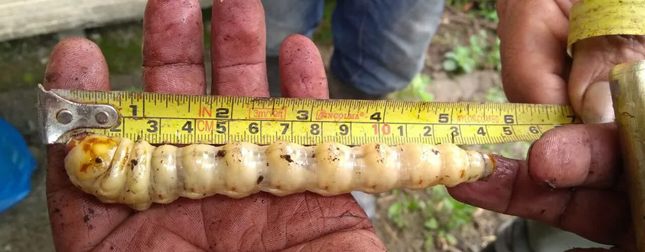 El primer caso de gusano barrenador en un caballo en Nuevo León alerta sobre riesgos y medidas de prevención.