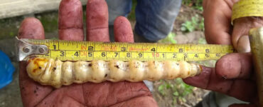 El primer caso de gusano barrenador en un caballo en Nuevo León alerta sobre riesgos y medidas de prevención.