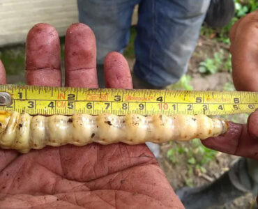 El primer caso de gusano barrenador en un caballo en Nuevo León alerta sobre riesgos y medidas de prevención.