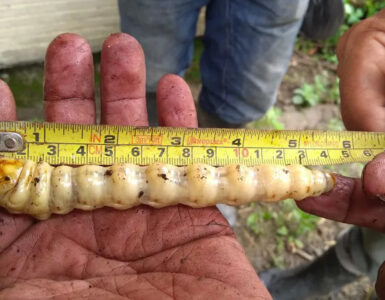 El primer caso de gusano barrenador en un caballo en Nuevo León alerta sobre riesgos y medidas de prevención.