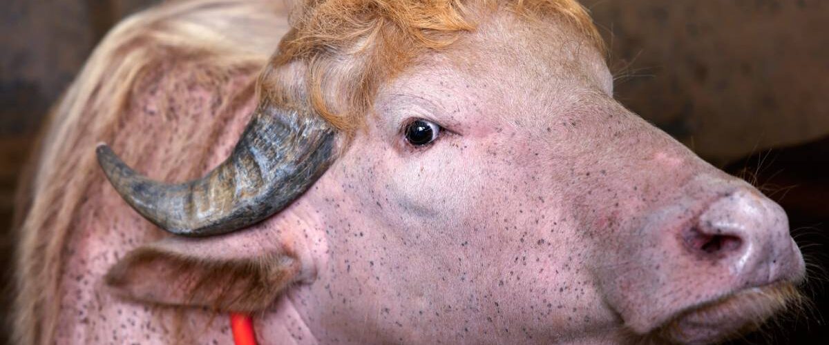 Un búfalo albino llamado Donald Trump provoca reacciones en redes sociales al parecerse al presidente estadounidense.