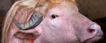Un búfalo albino llamado Donald Trump provoca reacciones en redes sociales al parecerse al presidente estadounidense.