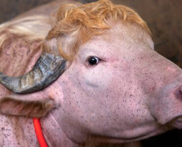 Un búfalo albino llamado Donald Trump provoca reacciones en redes sociales al parecerse al presidente estadounidense.
