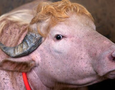 Un búfalo albino llamado Donald Trump provoca reacciones en redes sociales al parecerse al presidente estadounidense.