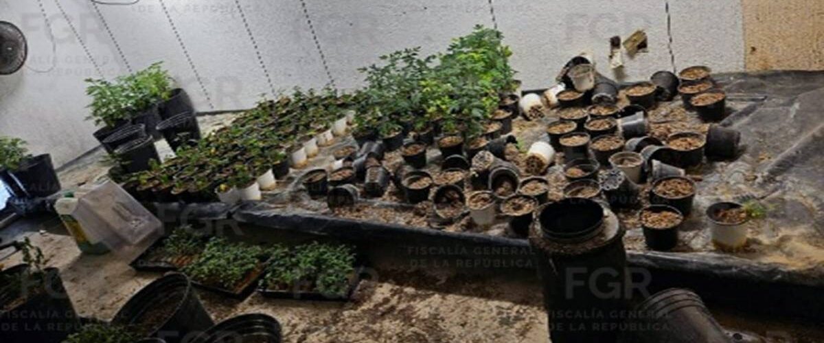 La Fiscalía General de la República asegura un total de 343 plantas de marihuana en un operativo en Zapopan.
