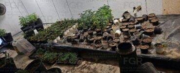 La Fiscalía General de la República asegura un total de 343 plantas de marihuana en un operativo en Zapopan.