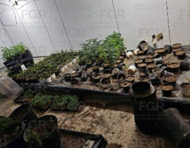 La Fiscalía General de la República asegura un total de 343 plantas de marihuana en un operativo en Zapopan.