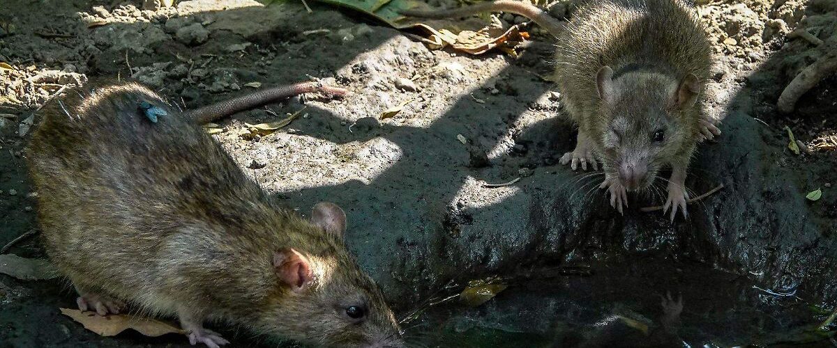 La Secretaría de Salud emite aviso sobre un brote de hantavirus detectado en pasajeros de un crucero, generando alarma mundial.