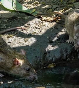 La Secretaría de Salud emite aviso sobre un brote de hantavirus detectado en pasajeros de un crucero, generando alarma mundial.