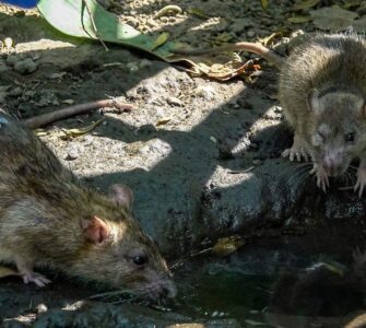 La Secretaría de Salud emite aviso sobre un brote de hantavirus detectado en pasajeros de un crucero, generando alarma mundial.