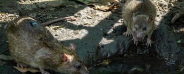 La Secretaría de Salud emite aviso sobre un brote de hantavirus detectado en pasajeros de un crucero, generando alarma mundial.