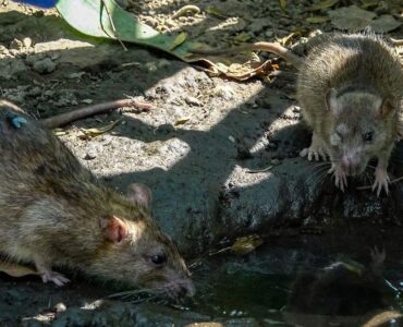 La Secretaría de Salud emite aviso sobre un brote de hantavirus detectado en pasajeros de un crucero, generando alarma mundial.