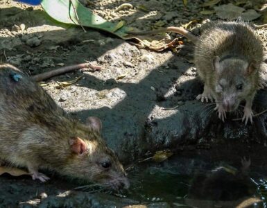 La Secretaría de Salud emite aviso sobre un brote de hantavirus detectado en pasajeros de un crucero, generando alarma mundial.