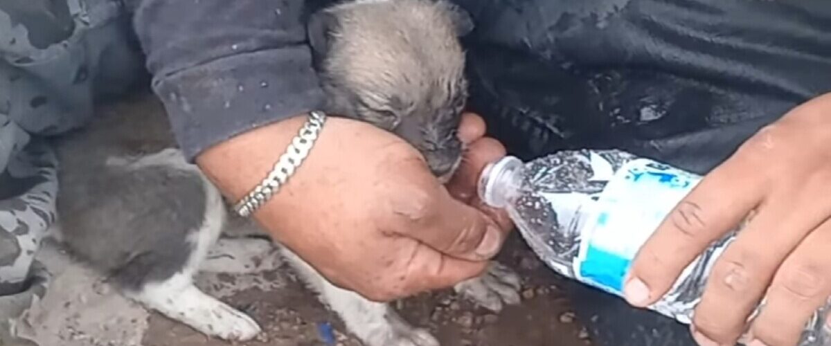 Bomberos salvan a un cachorro abandonado en el incendio del relleno sanitario, un acto lleno de valentía y compasión.