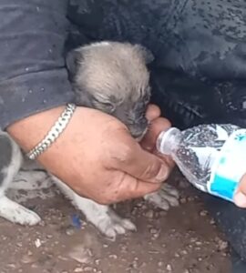 Bomberos salvan a un cachorro abandonado en el incendio del relleno sanitario, un acto lleno de valentía y compasión.