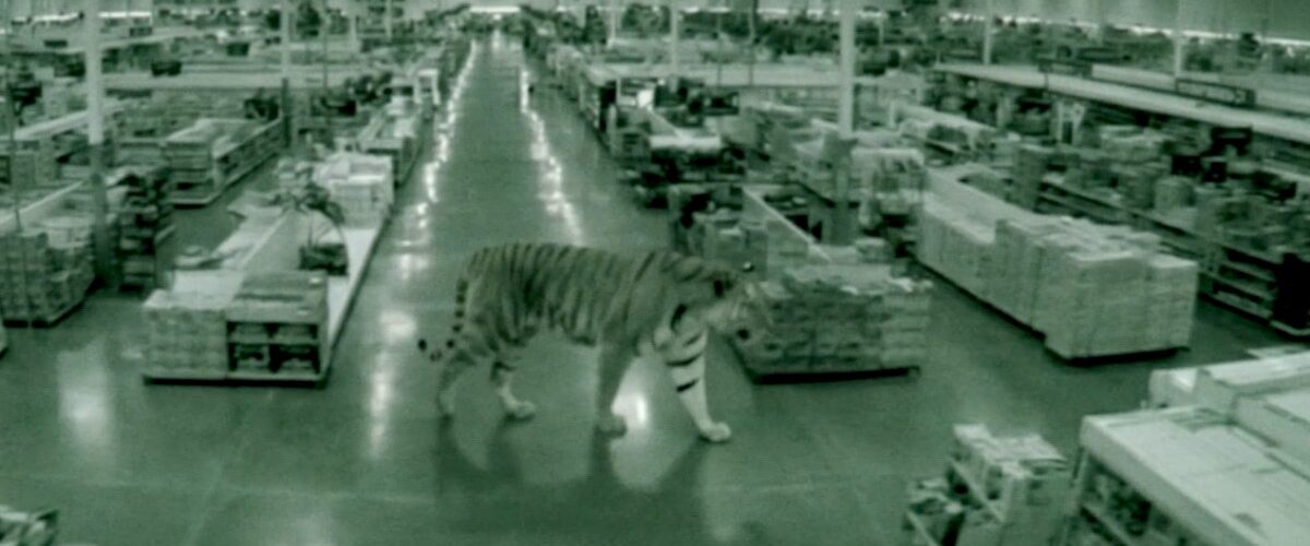 Descubre el trasfondo de los videos virales sobre un supuesto tigre en la CDMX que ha causado conmoción.