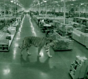 Descubre el trasfondo de los videos virales sobre un supuesto tigre en la CDMX que ha causado conmoción.