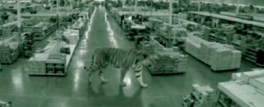 Descubre el trasfondo de los videos virales sobre un supuesto tigre en la CDMX que ha causado conmoción.