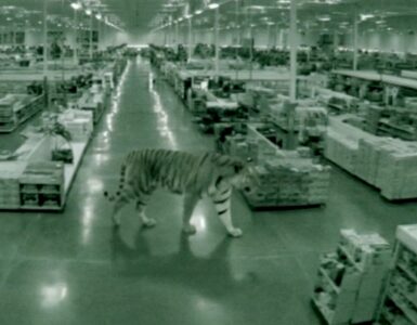 Descubre el trasfondo de los videos virales sobre un supuesto tigre en la CDMX que ha causado conmoción.