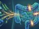 Descubre cómo dos nutrientes pueden fortalecer las defensas naturales contra el cáncer de colon en adultos.