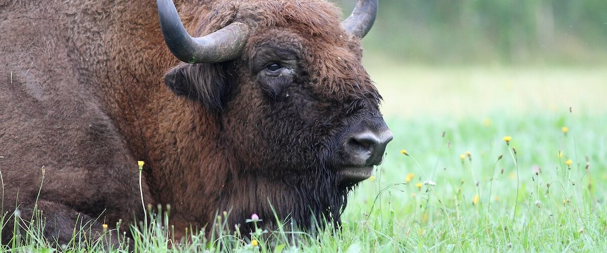 La reintroducción de bisontes en Guadalajara busca mitigar incendios y restaurar ecosistemas. ¿Es esta una estrategia efectiva?