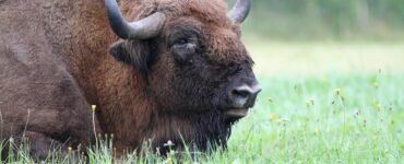La reintroducción de bisontes en Guadalajara busca mitigar incendios y restaurar ecosistemas. ¿Es esta una estrategia efectiva?