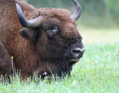 La reintroducción de bisontes en Guadalajara busca mitigar incendios y restaurar ecosistemas. ¿Es esta una estrategia efectiva?