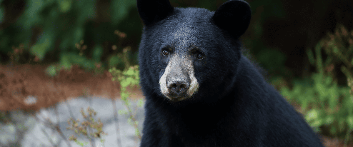 Un oso sorprende a todos en Japón al escapar tras atacar cuatro personas y beber agua de un grifo.