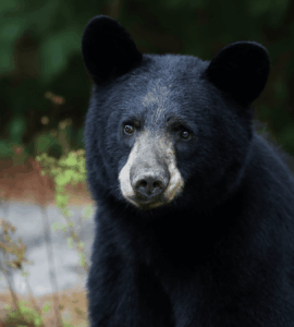 Un oso sorprende a todos en Japón al escapar tras atacar cuatro personas y beber agua de un grifo.