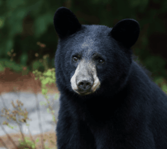 Un oso sorprende a todos en Japón al escapar tras atacar cuatro personas y beber agua de un grifo.