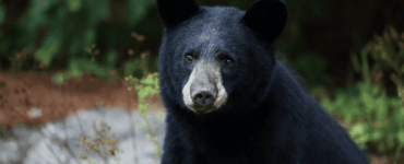 Un oso sorprende a todos en Japón al escapar tras atacar cuatro personas y beber agua de un grifo.