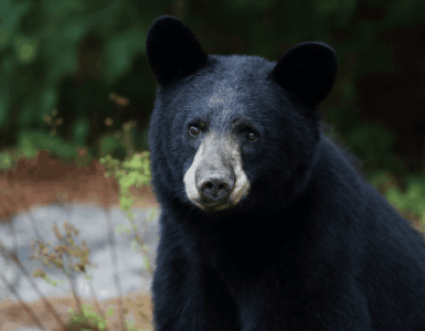 Un oso sorprende a todos en Japón al escapar tras atacar cuatro personas y beber agua de un grifo.
