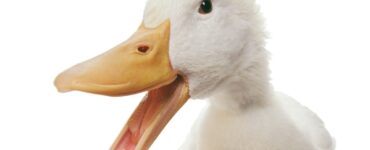 El divertido pato Merlín captura la alegría de los festejos tras la victoria de México en el Mundial 2026.