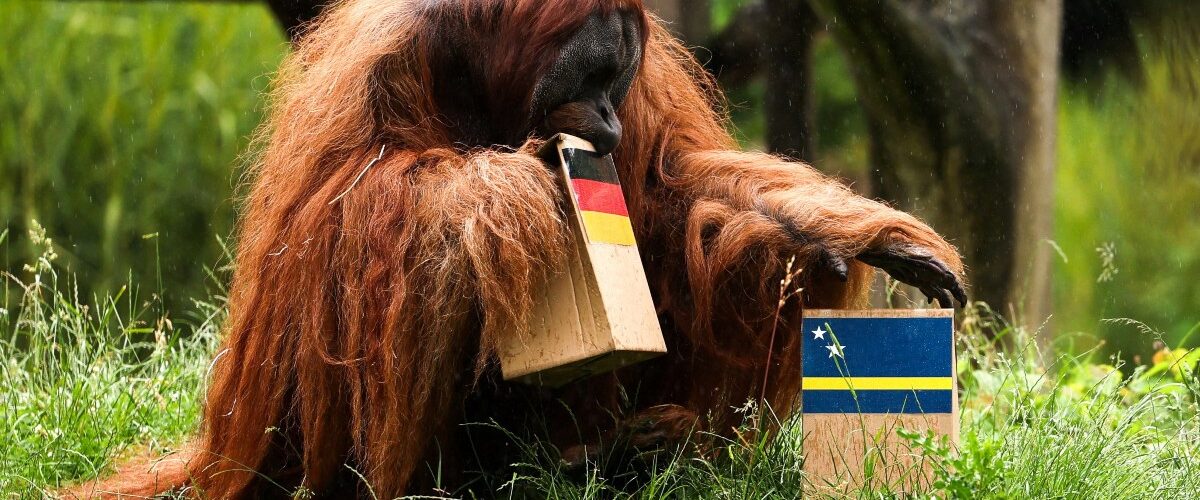Walter, un orangután alemán, ha sorprendido a todos con su primera predicción para el Mundial de Fútbol 2026.