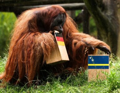 Walter, un orangután alemán, ha sorprendido a todos con su primera predicción para el Mundial de Fútbol 2026.