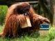 Walter, un orangután alemán, ha sorprendido a todos con su primera predicción para el Mundial de Fútbol 2026.