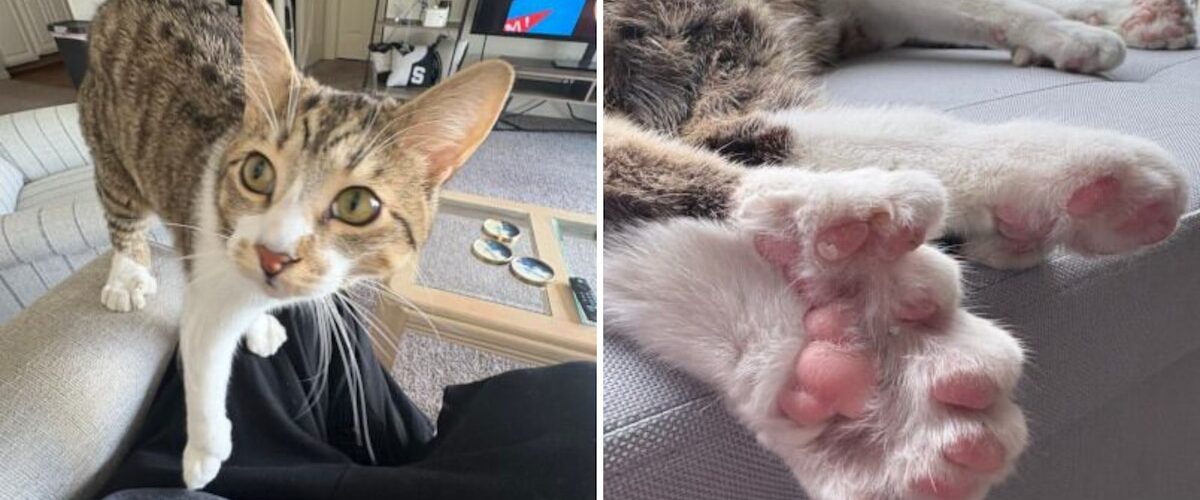 Conoce a Toby, el gato que ingresó al Guinness World Records por tener 28 dedos y vive una vida única.
