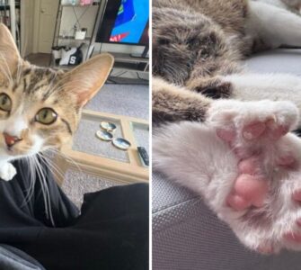 Conoce a Toby, el gato que ingresó al Guinness World Records por tener 28 dedos y vive una vida única.