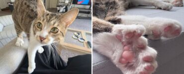 Conoce a Toby, el gato que ingresó al Guinness World Records por tener 28 dedos y vive una vida única.