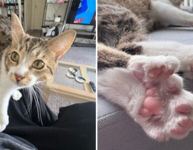 Conoce a Toby, el gato que ingresó al Guinness World Records por tener 28 dedos y vive una vida única.