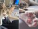 Conoce a Toby, el gato que ingresó al Guinness World Records por tener 28 dedos y vive una vida única.