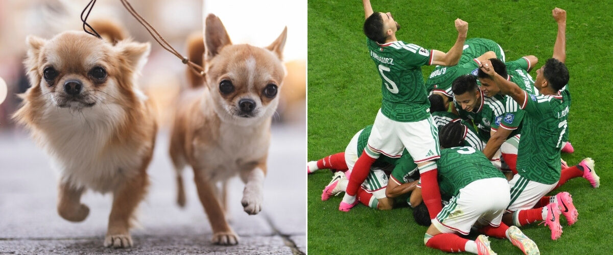 Chihuahuas se congregan en la Embajada Británica para mostrar su apoyo al Tri en la previa del Mundial 2026.